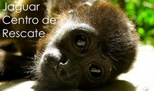Jaguar Rescue Center